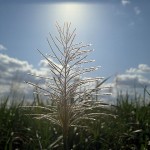 024 さとうきびの花 沖縄